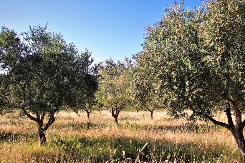SELCAN TAŞÇI: “O ZEYTİNLER BAHÇELER TARLALAR BİR GÜN MUTLAKA İNTİKAMLARINI ALIRLAR”
