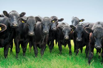 SELCAN TAŞÇI: “ANGUS TESİSİ BİR YATIRIM DEĞİL KOCA ŞEHRE KARŞI İŞLENEN BİR ÇEVRE SUÇUDUR!”