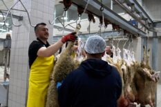 BÜYÜKŞEHİR MEZBAHALARINDA 977 KURBANLIK HAYVANIN KESİMİ GERÇEKLEŞTİRİLDİ