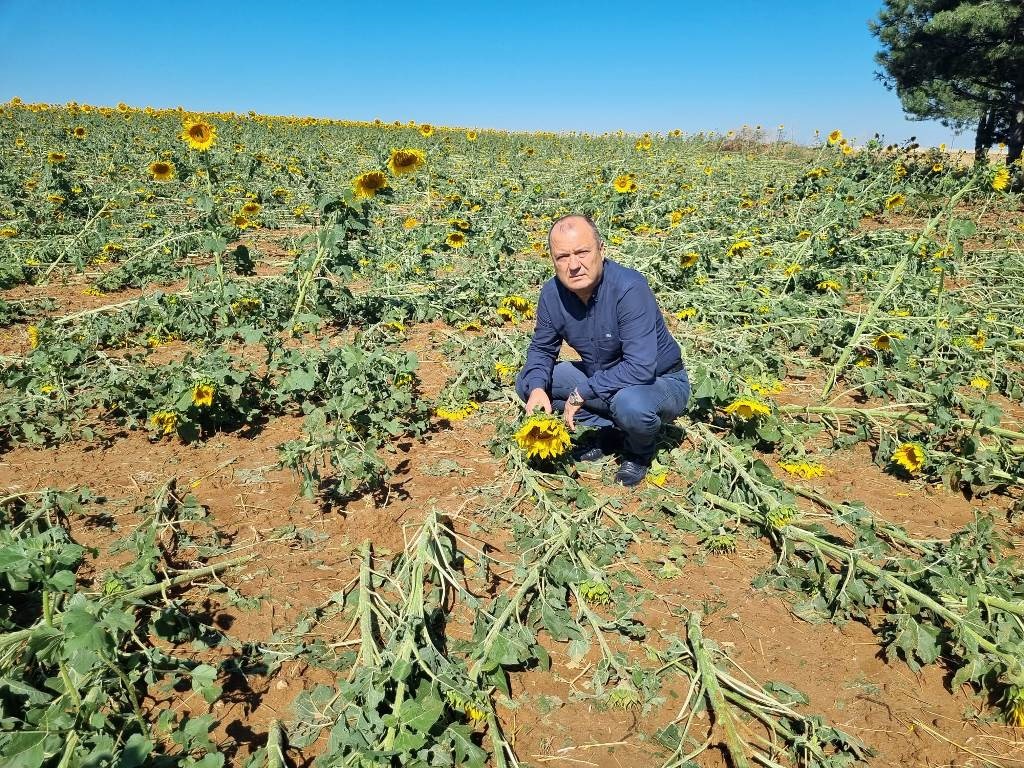 SÜLEYMANPAŞA’DA YAĞAN DOLUDA AYÇİÇEK VE KARPUZ TARLALARI BÜYÜK ZARAR GÖRDÜ