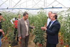 SÜLEYMANPAŞA BELEDİYESİ SERALARINDA İLK HASAT HEYECANI